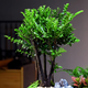 墨耘蒼小葉紫檀盆景室內庭院老樹(shù)樁綠植黑骨檀四季常青盆栽 大號4-6枝造型隨機發(fā)貨 含盆