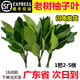 林中山【順豐】柚子葉新鮮柚葉去霉運(yùn)沐浴喬遷新居柚子葉黃皮葉碌柚葉 【順豐航空】柚子葉2把