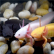 六角恐龍魚冷水魚蠑螈水族寵物活體六角龍淡水好養(yǎng)易活觀賞魚網(wǎng)紅 粉白+黃金+烏黑【各1條共3條】 7-8厘米有禮品贈(zèng)送