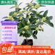 萌肉居桂花苗四季桂花苗陽臺(tái)庭院盆栽/實(shí)生小苗約0.5CM粗源頭直發(fā)
