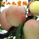 正宗無錫陽山水蜜桃樹苗特大嫁接桃樹苗南方北方種植當(dāng)年結(jié)果苗 8年大苗【帶土球發(fā)貨】1顆