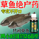 魚(yú)誘草魚(yú)小藥黑坑野釣專(zhuān)用綠水泡玉米誘食劑餌料窩料顆粒釣草魚(yú)誘魚(yú)劑 2瓶【專(zhuān)鬧大魚(yú)】