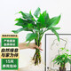 泰西絲水培植物萬(wàn)年青綠植花卉擺件 萬(wàn)年青6株40-50CM不含瓶 源頭直發(fā)
