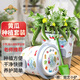 德沃多肥料黃瓜種子DIY兒童趣味種植盆栽套裝花卉綠植盆栽蔬菜觀察種植杯
