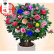 申堰香妃山茶花盆栽帶花苞五色赤丹花卉植物室內(nèi)好養(yǎng)茶花樹苗四季開花 24嫁接十色赤丹六年苗帶花苞（包 不含盆