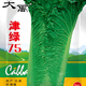 大禹青麻葉大白菜種子大全農(nóng)科院黃心天津綠青口早熟紹菜籽冬儲秋季 津綠75青麻葉白菜種子15gx2袋