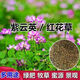 水稻田紫云英種子紅花草草籽可食用養(yǎng)蜂蜜源固氮植物高產(chǎn)果園綠肥 紫云英綠肥種子【正品包出芽】 3斤（凈籽）1500克【經(jīng)濟實惠】