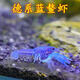 噢水噢觀(guān)賞蝦鰲蝦魚(yú)缸養殖淡水寵物大型水族活體蝦好養耐活冷水小龍蝦貳 藍螯蝦2-3厘米1只