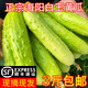 辰實(shí)【發(fā)順豐】黃瓜 山東海陽(yáng)白玉黃瓜 新鮮蔬菜水果 青瓜 3斤