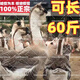正宗特大種獅頭鵝活苗汕頭特大型獅子頭鵝灰鵝苗包活活禽養(yǎng)殖公母 特大種獅頭鵝苗（買9+3）發(fā) 12只