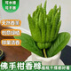 云南新鮮佛手果柑香櫞黃色佛手水培觀賞清供把玩聞香食用現(xiàn)貨速發(fā) 1斤新鮮佛手