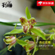 劉閣蘭花蘭花蕙蘭三星蝶花 鼎紅蕊蝶 冬帶花苞出售室內陽(yáng)臺花卉盆栽綠植草 3苗連體裸根關(guān)注送肥送說(shuō)明書(shū)