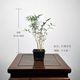 華香蘭藝紅觀(guān)音竹內門(mén)紫紅寒文米竹子苗鳳尾金絲佛肚盆栽景耐陰書(shū)房室綠植 矮款紅觀(guān)音4-5桿原盆發(fā)貨
