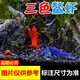 噢水噢鰲蝦觀賞蝦魚缸淡水寵物大型水族活體蝦龍紋天空藍魔紅白藍小鰲蝦 鰲蝦4厘米隨機3只