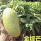 芒果苗樹(shù)嫁接特大金煌芒四季紅貴妃芒果樹(shù)苖當年結果帶土地栽盆栽 金煌2年苗【帶營(yíng)養杯發(fā)貨】 90cm(含)-99cm(含)
