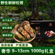 土地母親計劃 雅江松茸菌未開(kāi)傘新鮮松茸鮮菌菇冷鏈空運快至24H達團購禮盒 奢華【高品質(zhì)禮盒】9-13cm 1000g
