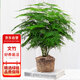 花行榜文竹盆栽花卉盆景植物水培好養(yǎng)綠植四季大文竹（原土球）源頭直發(fā)