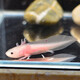 墨一六角恐龍魚大號六角恐龍活體物蠑螈寵物魚冷水好養(yǎng)可產(chǎn)卵 5-7厘米粉白龍1