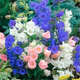 多年生風(fēng)鈴草種子風(fēng)鈴花宿根花卉種子室外綠化室內(nèi)盆栽當(dāng)季熱種 風(fēng)鈴草混色200粒