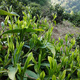 楓樹垅2025新茶安徽東至云尖馬坑茶葉高山雨前綠茶400克禮盒裝