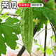 密水農家本地自種苦瓜 新鮮涼瓜 時(shí)令蔬菜 苦瓜 500g