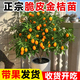 婭皙四季金桔樹(shù)苗盆栽帶果植物室內好養花卉客廳年宵小橘子樹(shù)招財盆景 金桔五年苗【帶果發(fā)貨】