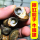 海水除藻螺牛眼螺塔螺馬蹄螺野生螺旋清潔螺除綠藻褐藻海缸生物螺