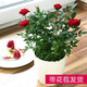 愛你一萬年迷你小玫瑰花苗盆栽帶花苞好養(yǎng)花卉植物四季開花微型月季花苗多色 紅色鉆石玫瑰帶花苞【懶人盆】