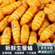 新鮮金絲蠶蛹鮮活冷凍商用燒烤山東特產(chǎn)農家 金絲蠶蛹  2斤