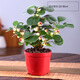 小盼菩提樹盆栽綠植物室內(nèi)花盆景辦公室桌面觀葉四季客廳好養(yǎng)活樹 菩提【帶果發(fā)貨】原盆原土 帶盆栽好