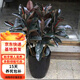 橡皮樹(shù)黑金剛盆栽花盆苗客廳室內綠葉大葉常青型植物 70-80公分高5棵 含育苗盆