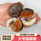 當天捕撈貓眼螺鮮活野生大號香螺沙螺海螺黑香螺海鮮水產(chǎn)貝類(lèi)無(wú)沙 1500克
