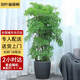 Only you【兩小時(shí)達(dá)】發(fā)財(cái)樹(shù)金錢(qián)樹(shù)散尾葵天堂鳥(niǎo)福祿桐室內(nèi)盆栽開(kāi)業(yè)喬遷 羽葉福祿桐