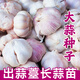 北蔬紫皮大蒜種子老品種山東蒜頭紅大蒜苗種籽正宗 大蒜種子5斤（出蒜薹蒜苗）