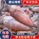 紅鶯歌魚 馬頭魚潮汕本港深海水產(chǎn)品紅鸚鵡魚妹子魚新鮮活凍海鮮 赤鶯歌斤7條左右（去肚前500g)