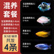 瘋狂水草迷你鸚鵡魚(yú)活體公母一對繁殖小魚(yú)苗觀(guān)賞魚(yú)活體小型熱帶魚(yú)好養耐活 混養套餐4條裝買(mǎi)3送1備損