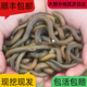 鮮活蚯蚓活體黑蚯蚓青蚯蚓灰蚯蚓土蚯蚓松土大蚯蚓活餌魚(yú)餌誘餌 通貨半斤順豐