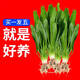 瘋狂水草魚(yú)缸水草凈化水質(zhì)套餐蜈蚣草陰性水草浮萍植物活體水培 新手推薦-小九冠（5顆）