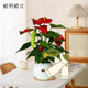 植男植女紅掌桌面綠植四季開(kāi)花盆栽3朵年宵花室內好養護辦公桌面源頭直發(fā)