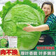 38斤越冬大白菜種子山東大白菜種籽大白菜種子抗病多葉白菜 原裝1包(約100粒) 38斤冬儲大白菜種子