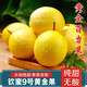 南步海南欽蜜9號(hào)百香果 蜂蜜黃金百香果原漿醬西番蓮非廣西新鮮水果 3斤 中果【單果60-70g】