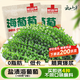云山半鹽漬海葡萄100g*2即食兒童涼拌菜魚子醬火鍋商家用贈4種蘸料海藻