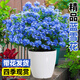 愛優(yōu)尚藍(lán)雪花爬藤大苗庭院花卉盆栽特大耐熱陽臺(tái)藤四季開花蛋盆源頭直發(fā)
