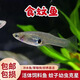 采緹（CAITI）食蚊魚 能生小魚的魚 滅蚊蟲工具魚 飼料魚 群游觀賞魚群游冷水魚 食蚊魚1-2cm左右10只+2只防損