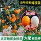 特大脆蜜金桔苗廣西第三代金桔脆皮樹(shù)苗融安嫁接橘子四季常青盆栽 第三代脆蜜金桔3年苗大果純甜 2顆
