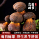 野生黑牛肝菌新鮮云南野生菌宴當季時(shí)令食用菌類(lèi)美味蘑菇鮮貨菌子 野生黑牛肝菌 500g/份