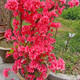 壹植雙季映山紅樹(shù)苗當年開(kāi)花毛杜鵑花苗南方北方種植抗寒抗凍映山紅苗 【映山紅】3年苗 買(mǎi)二送一 不含盆