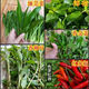 云南德宏新鮮蔬菜香料組合緬芫荽香柳小芫荽金芥紅米辣時(shí)令蔬菜 佐料組合一份