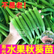 康和豐山東壽光水果秋葵秧苗超嫩高產(chǎn)蔬菜紅秋葵種子四季盆栽營養(yǎng)豐富 水果秋葵苗5棵+送1棵+10g肥