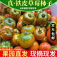 山東草莓柿子可生吃番茄自然熟鐵皮綠腚柿子新鮮采摘水果西紅柿 【京東快遞】 3斤 （單果60g+）